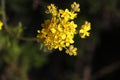 California Wildflower Series - Golden Yarrow Flowers - Luelf Pond - San Diego Royalty Free Stock Photo