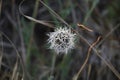 California Wildflower Series - Silverpuffs Uropappus lindleyi. - Luelf Pond Open Space Preserve - San Diego