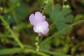 California Wildflower Series - Delicate Pink Wildflowers - Southern Checkerbloom - Luelf Pond Open Space Preserve - San Diego