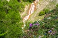 Wildflowers growing on a green mountain slope Royalty Free Stock Photo