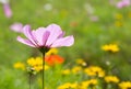 Wildflowers growing in a meadow