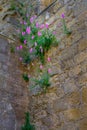 Wildflowers growing out of an old church wall