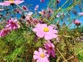 Wildflowers - she has unrestrained and sunny beauty Royalty Free Stock Photo