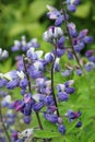 Wildflowers at Hatcher Pass Alaska