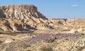 Wildflowers in the Hatsinim Cliffs Reserve near Sde Boker in Israel