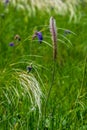 Wildflowers have a wonderful smell and amazing color.