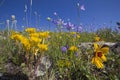 Spring wildflowers blooming Mountain meadow flowers sunflower Royalty Free Stock Photo