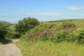 Wildflowers in the Hedgerows Royalty Free Stock Photo