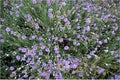 Wildflowers Helichrysum arenarium