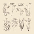 Wildflowers, herbs and flowers. Spring or summer botanical vector collection Royalty Free Stock Photo