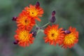 Wildflowers Hieracium pilosella Royalty Free Stock Photo
