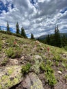 Wildflowers on Berthoud Pass