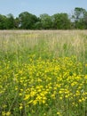Wildflowers in a Illinois prairie