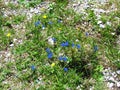 wildflowers incl. spring gentian (Gentiana verna