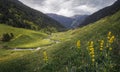 Wildflowers at Incles Valley