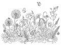 Wildflowers and insects sketch