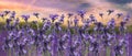 wildflowers Lavander field flowers at sunset  meadow chamomile in the grass at field summer blue sky with fluffy white clou Royalty Free Stock Photo