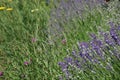 Wildflowers And Lavender Blooming