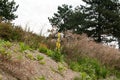 Common mullein and pot marigolds as pioneer plants Royalty Free Stock Photo