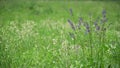 Wildflowers in the meadow