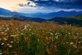Wildflowers, meadow and beautiful sunset in carpathian mountains - summer landscape, spruces on hills, dark cloudy sky and bright Royalty Free Stock Photo