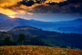 Wildflowers, meadow and beautiful sunset in carpathian mountains - summer landscape, spruces on hills, dark cloudy sky and bright Royalty Free Stock Photo