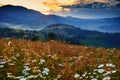 Wildflowers, meadow and beautiful sunset in carpathian mountains - summer landscape, spruces on hills, dark cloudy sky and bright Royalty Free Stock Photo