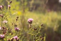 Wildflowers in a meadow. Beauty in nature. Thistle plants Royalty Free Stock Photo
