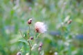 Wildflowers in a meadow. Beauty in nature. Thistle plants Royalty Free Stock Photo