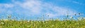 Wildflowers in a meadow blue sky. Panoramic summer background Royalty Free Stock Photo