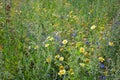 Wildflowers in a meadow with chamomile, cornflowers and more, protection for birds, insects and biodiversity, nature background, Royalty Free Stock Photo