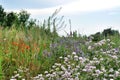 Wildflowers on the meadow