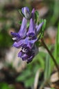 Wildflowers, meadow flowers, flower, flowers, meadows, fields, pastures, spring, flowering season