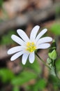 Wildflowers, meadow flowers, flower, flowers, meadows, fields, pastures, spring, flowering season