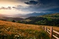 Wildflowers, meadow and golden sunset in carpathian mountains - beautiful summer landscape, spruces on hills, dark cloudy sky and Royalty Free Stock Photo