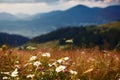 Wildflowers, meadow and golden sunset in carpathian mountains - beautiful summer landscape, spruces on hills, dark cloudy sky and Royalty Free Stock Photo