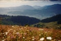 Wildflowers, meadow and golden sunset in carpathian mountains - beautiful summer landscape, spruces on hills, dark cloudy sky and Royalty Free Stock Photo