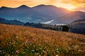 Wildflowers, meadow and golden sunset in carpathian mountains - beautiful summer landscape, spruces on hills, dark cloudy sky and Royalty Free Stock Photo