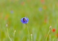 Wildflowers meadow  and insects habitat Nature details Royalty Free Stock Photo