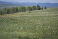 Wildflowers Meadow On Middle Mountain In Colorado Wild Iris and Aster Royalty Free Stock Photo