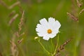 Wildflowers on a meadow in a sunny day Royalty Free Stock Photo