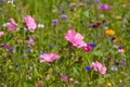 Wildflowers on a meadow in a sunny day Royalty Free Stock Photo