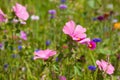 Wildflowers on a meadow in a sunny day Royalty Free Stock Photo