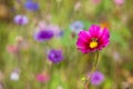 Wildflowers on a meadow in a sunny day Royalty Free Stock Photo