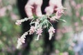 Wildflowers on a meadow in a sunny day. Shot with a selective focus Royalty Free Stock Photo