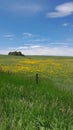 Wildflowers and meadows near Cheyenne Wyoming springtime
