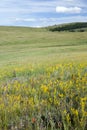 Wildflowers on the Mongolian Steppes