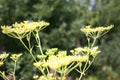 Wildflowers in the morning light. Inflorescence goutweed.