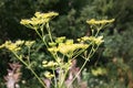 Wildflowers in the morning light. Inflorescence goutweed.