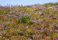 Wildflowers Mount Saint Helens Royalty Free Stock Photo